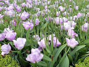 Keukenhof Flower Park; Tulips (3)