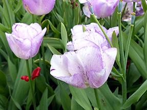 Keukenhof Flower Park; Tulips (4)