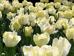 Keukenhof Flower Park; Tulips (5)