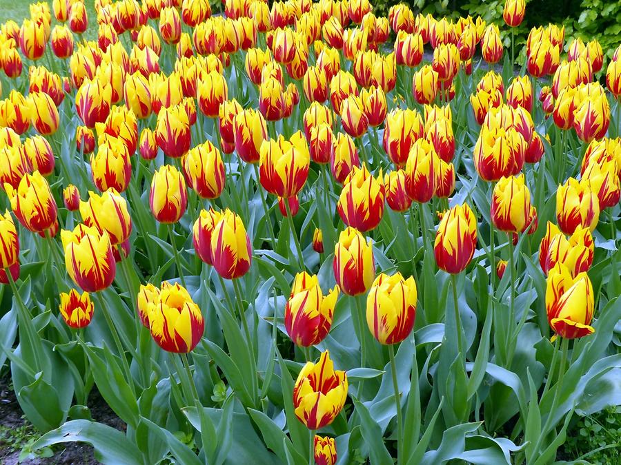 Keukenhof Flower Park; Tulips
