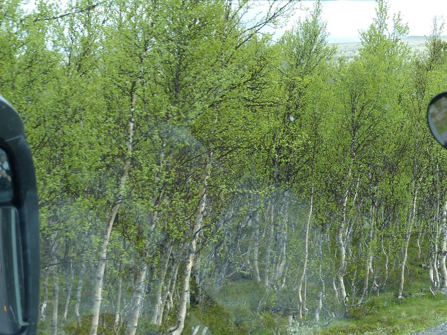 Gudbrands Valley - Birch Trees
