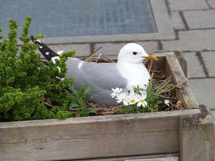 Kristiansund - Breeding Seagull