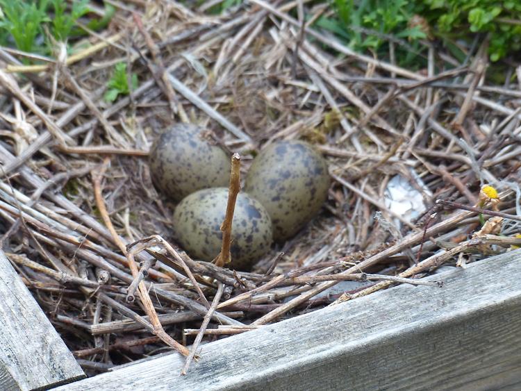 Kristiansund - Eggs of a Seagull