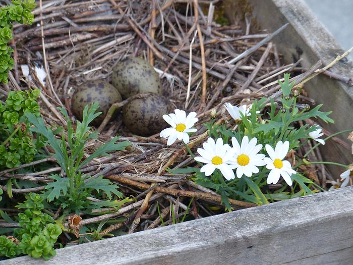 Kristiansund - Eggs of a Seagull and Flowers