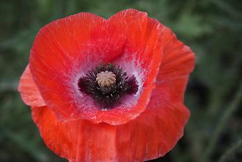 Corn Poppy, Foto source: PixaBay 