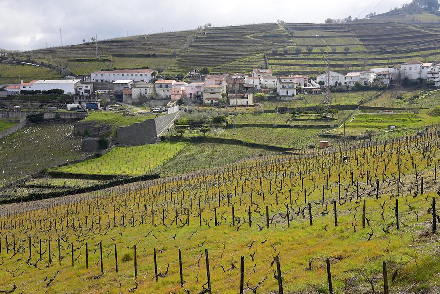 Vineyards near Lamego