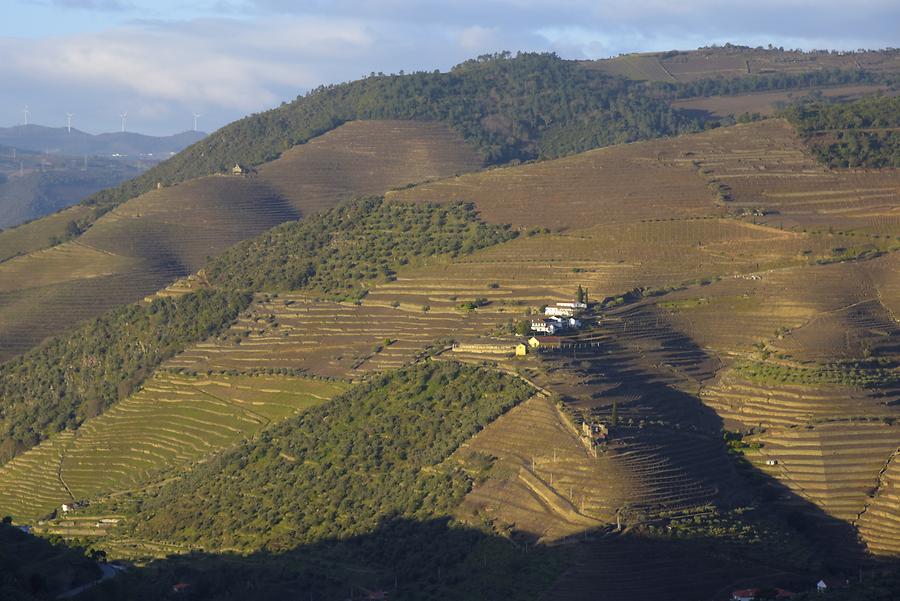 Vineyards near Vilarouco