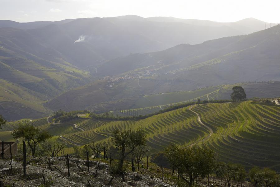 Vineyards near Vilarouco