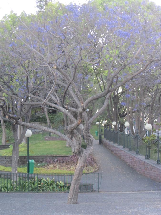 Funchal - Jardim Municipio