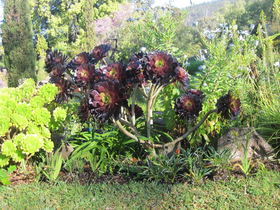 Funchal - Jardins do Palheiro Blandy's Garden