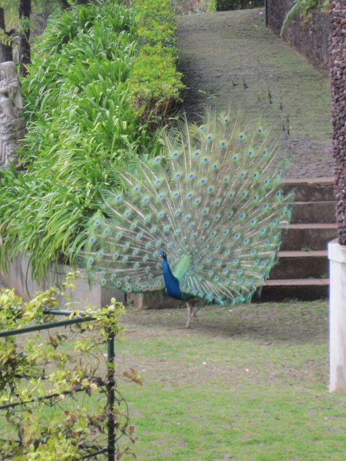 Monte - Jardim Tropical - Peacock