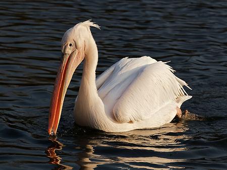 White Pelican, Foto: source: Wikicommons unter CC 