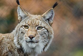 Lynx, Foto source: PixaBay 