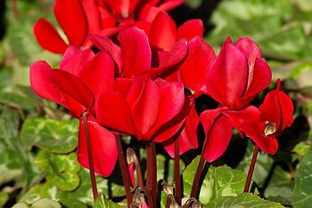 Cyclamen, Foto source: PixaBay 