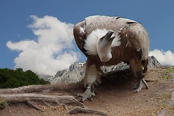 Griffon Vulture, Foto source: PixaBay 