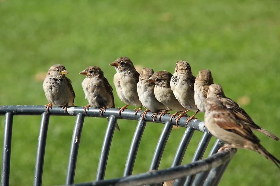 Star Park - Sparrows