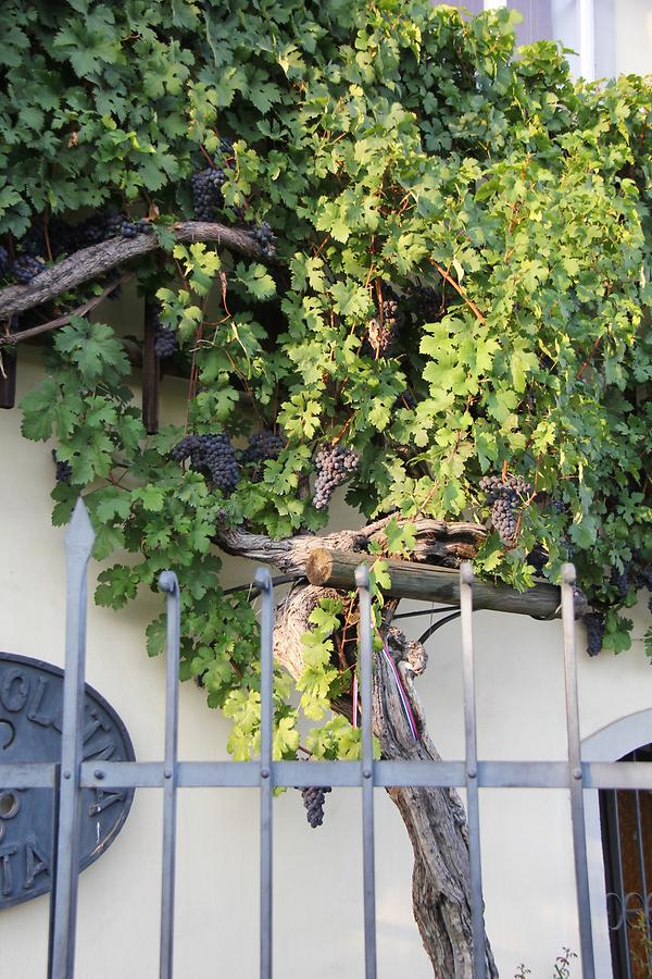 Espaliered Tendrils - Bunches of Grapes