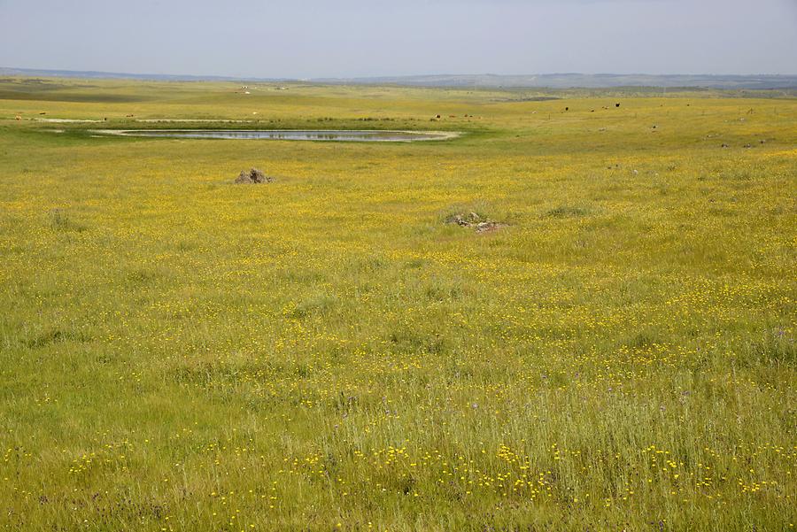 Landscape near Alcántara