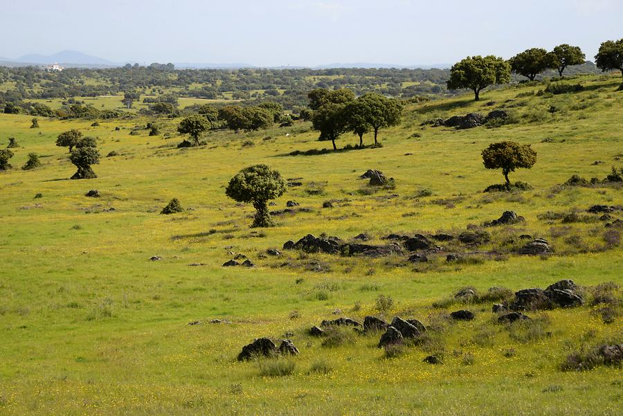 Landscape near Alcántara