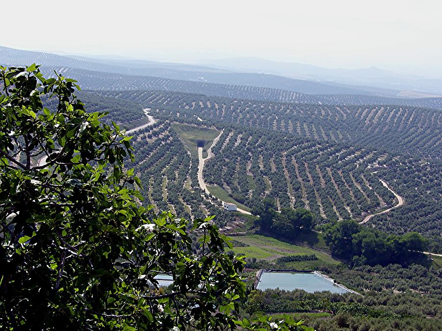 Ubeda Olive Orchards