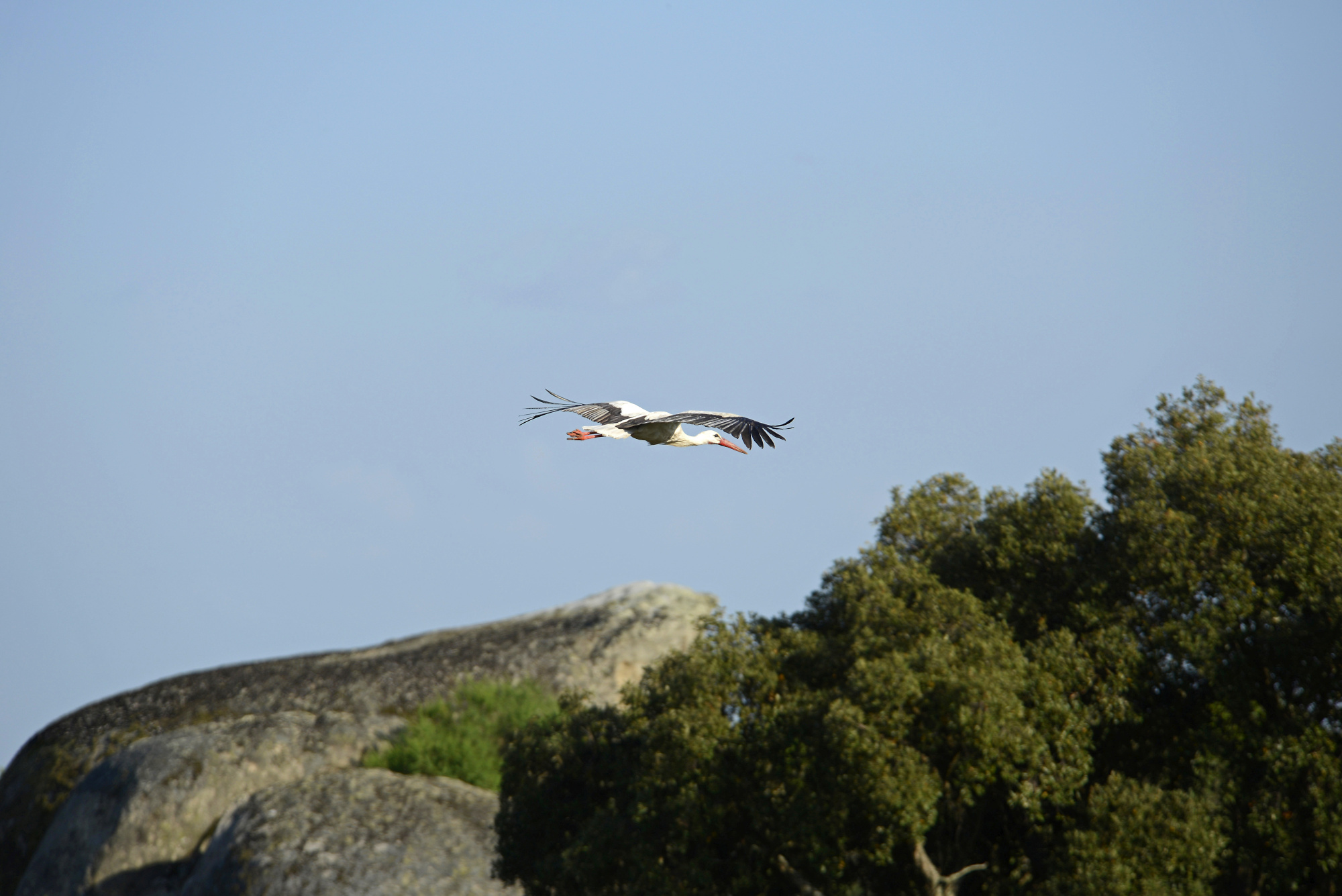 Los Barruecos Stork Cáceres Pictures Spain in GlobalGeography