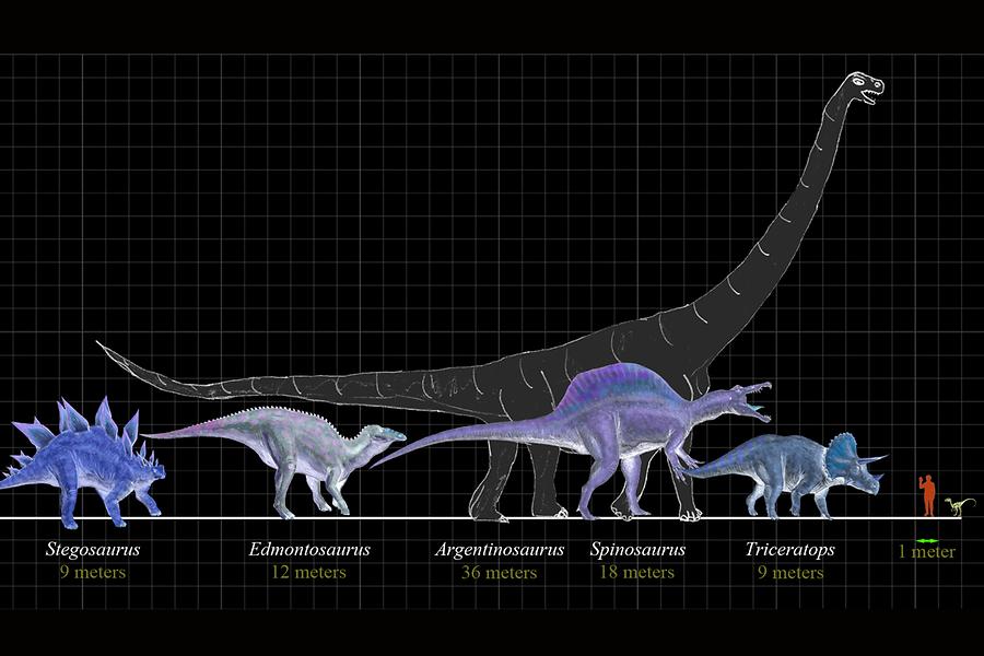 Dinosaur Size Comparison Camino De Santiago Pictures Spain In Dinosaur Size Comparison Camino De Santiago Pictures Spain In