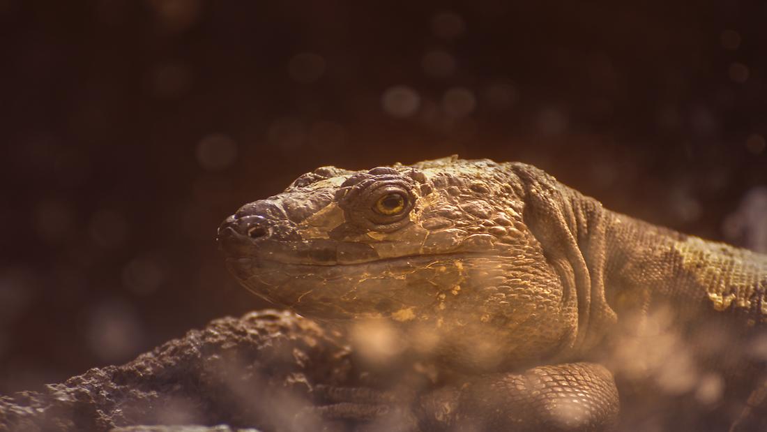 The giant Lizard, Lagatario. Ecomuseo de Guinea, El Hierro, Canary Islands, Spain. Photo: Natalia Zmajkovicova