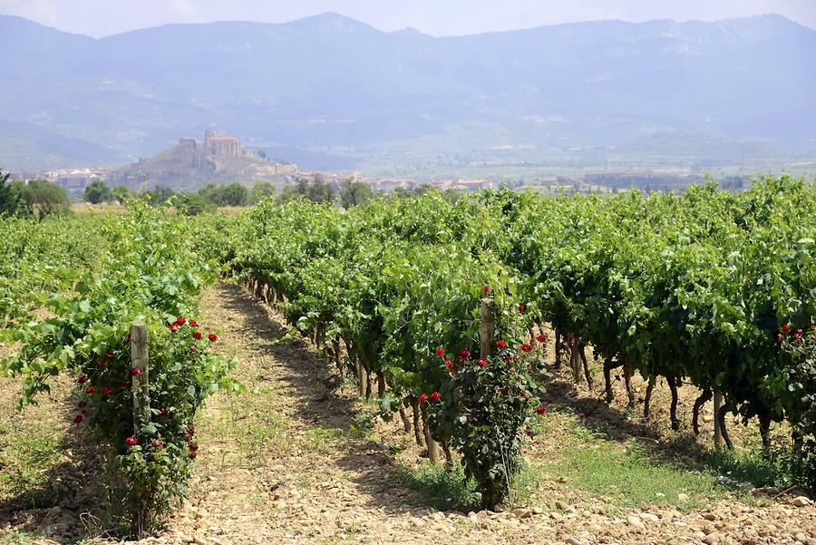 Vineyards near Briones