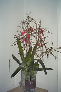 Flower-arrangement