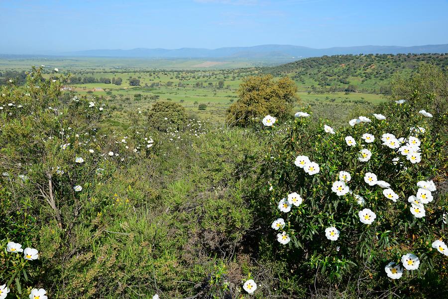 Landscape near Guadelupe