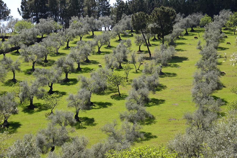 Olive Trees near Tentudia