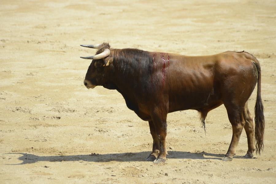 Bull Bullfight
