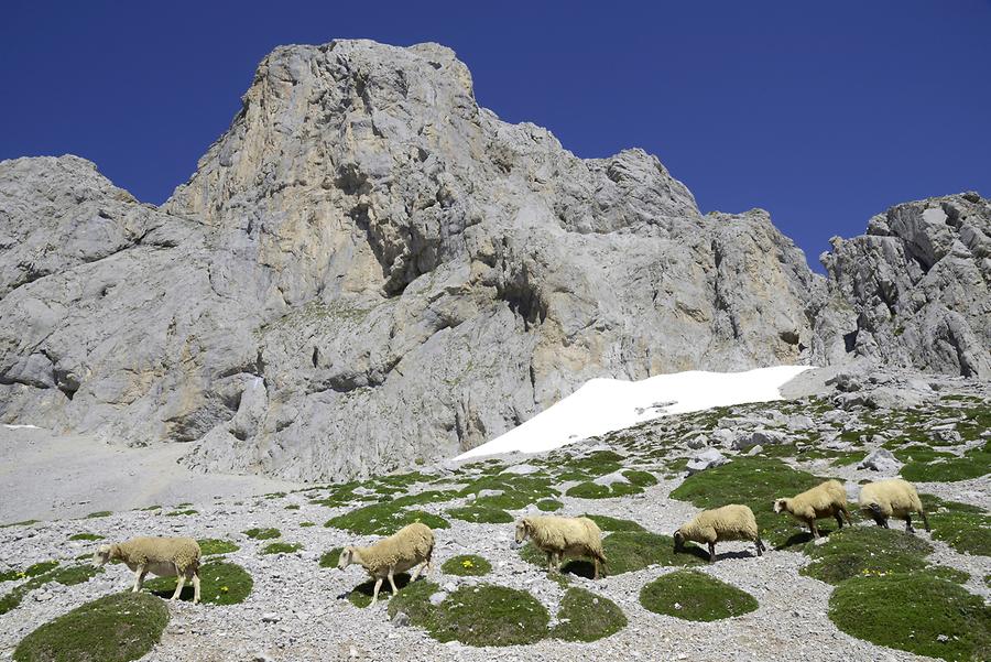 Picos de Europa - Mirador del Cable, Sheep