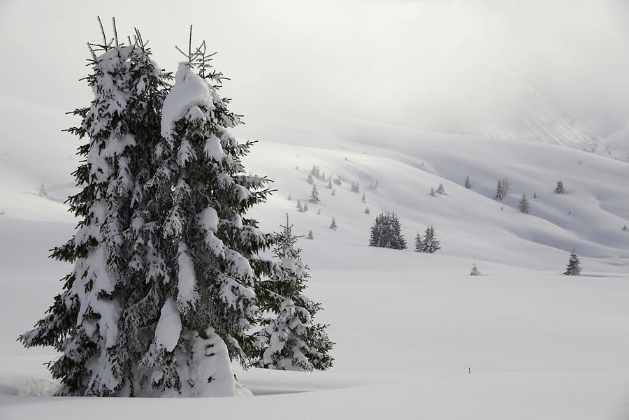 Forest Alta Badia