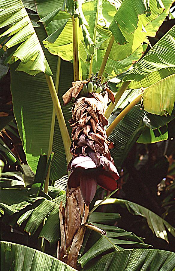 Banana Tenerife Pictures Spain in GlobalGeography