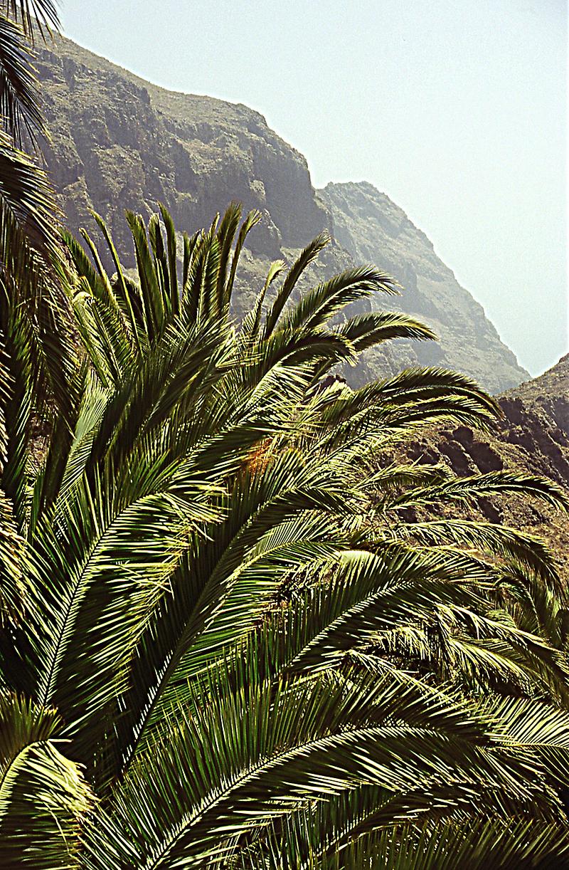 Palm in Masca