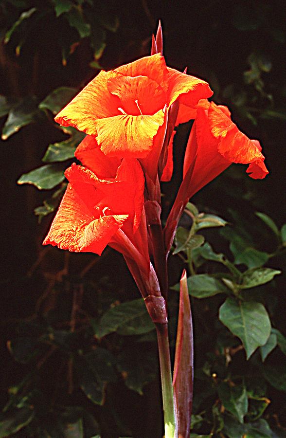 Canna Lily Tenerife Pictures Spain in GlobalGeography