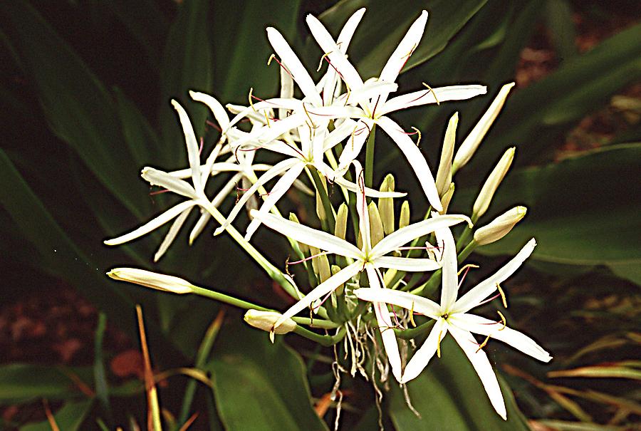 Crinum pendunculatum- Swamp Lily