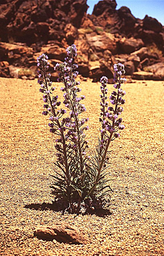 Echium auberianum