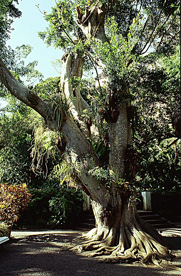 Ficus microcarpa- Banyan Tree