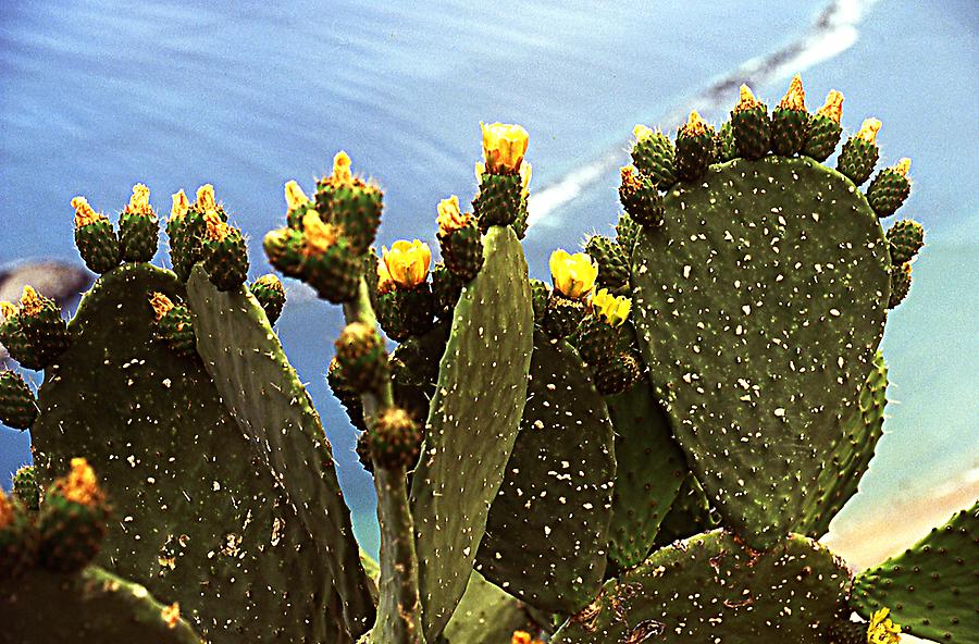 Fig cactus near Punta de los Organos