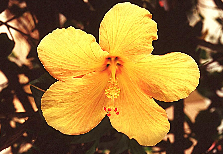 Hibiscus (2) Tenerife Pictures Spain in GlobalGeography