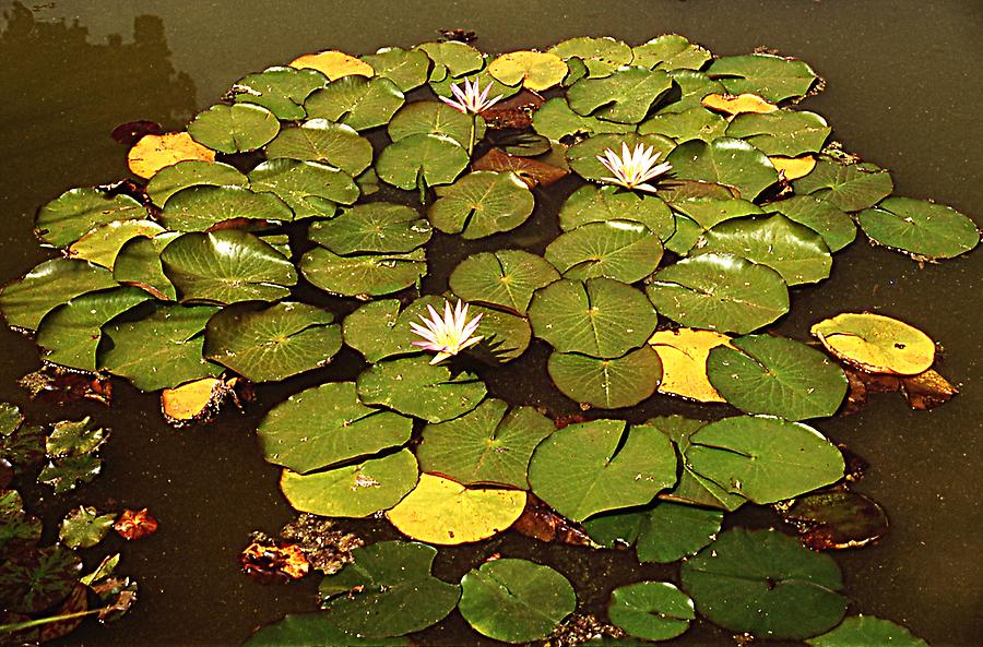 Nympheae- Water Lilies