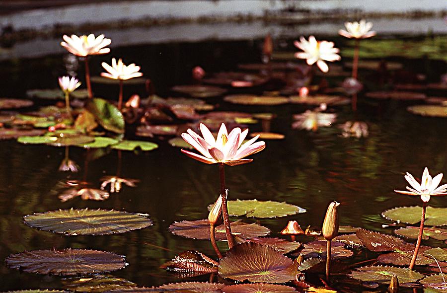 Nympheae- Water Lilies