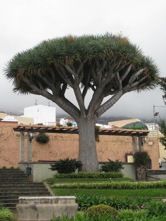 La Orotava - Plaza San Francisco - Drachenbaum
