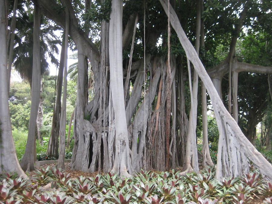 Puerto de la Cruz - Jardin Botanico - Ficus