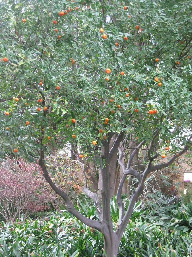 Puerto de la Cruz - Jardin Botanico - Mandarinenbaum
