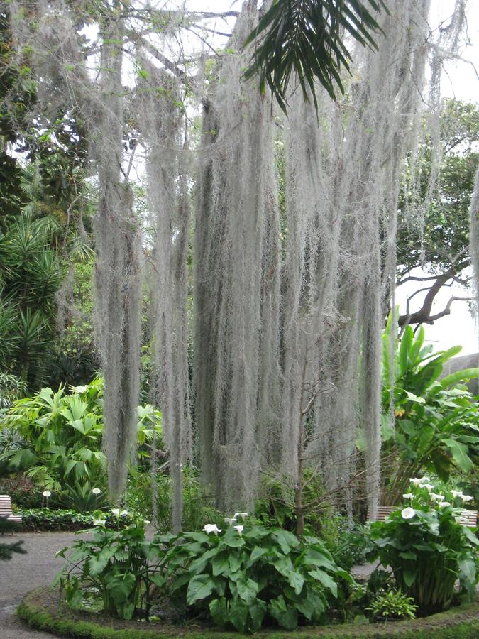 Puerto de la Cruz - Jardin Botanico - Taxodium