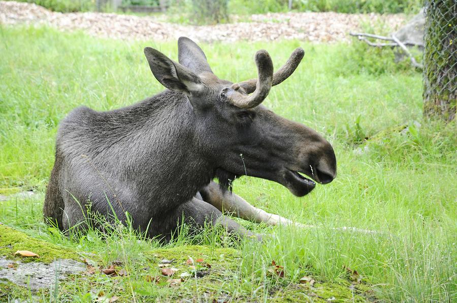Skansen - Elk