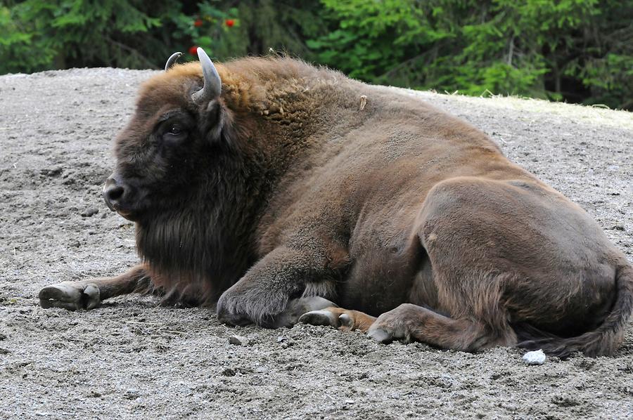 Skansen - European Bison